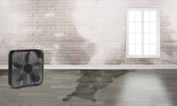 Best Water damage cleanup near me  in Santee, SC